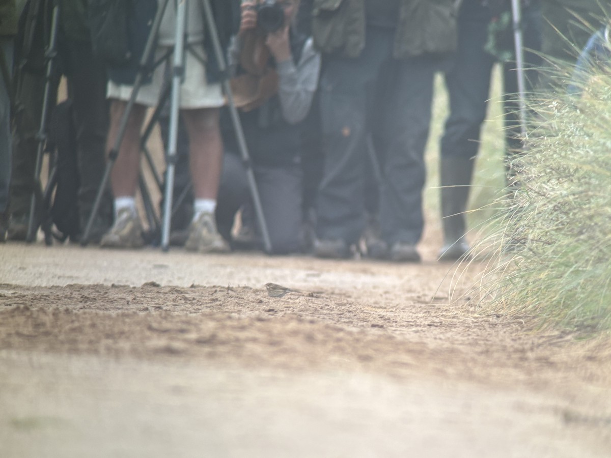 Black-faced Bunting - ML643892916