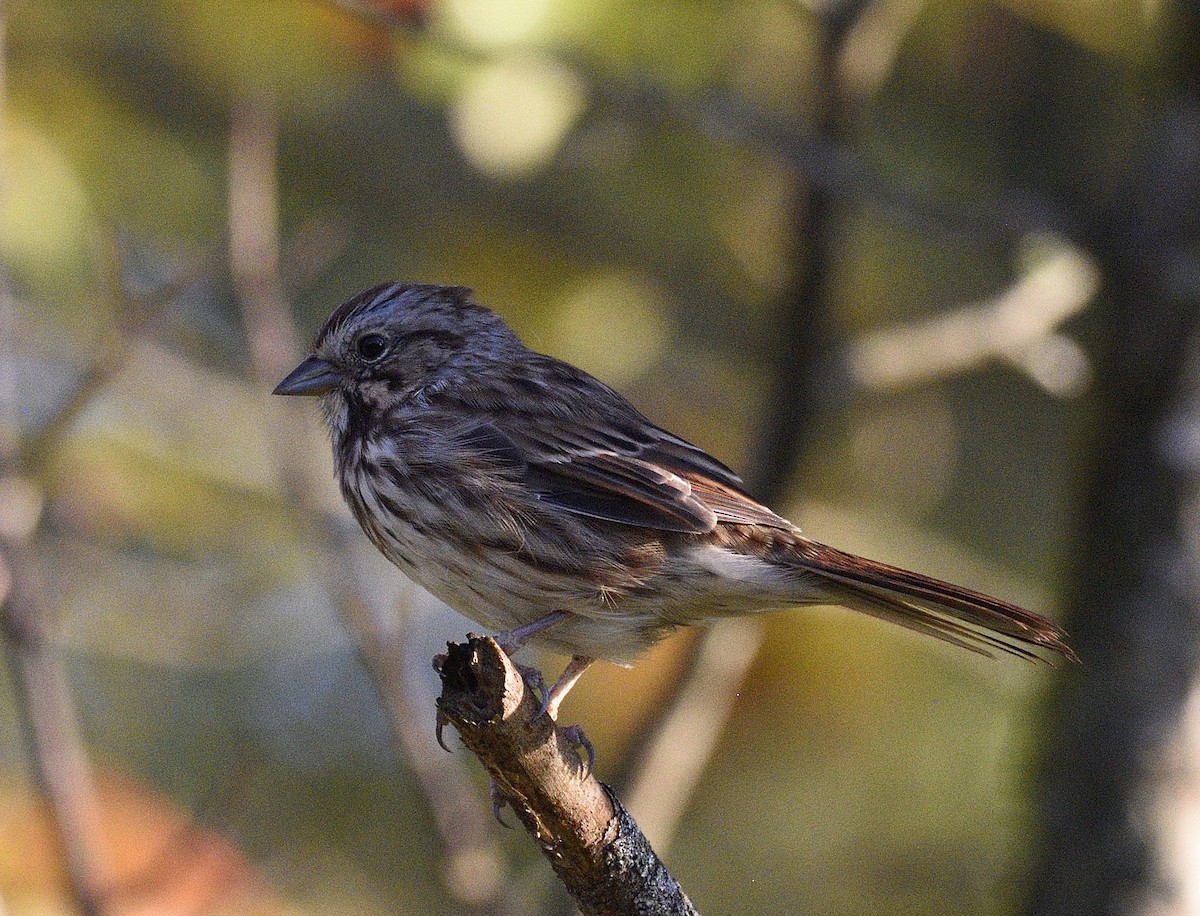 Song Sparrow - ML643892917