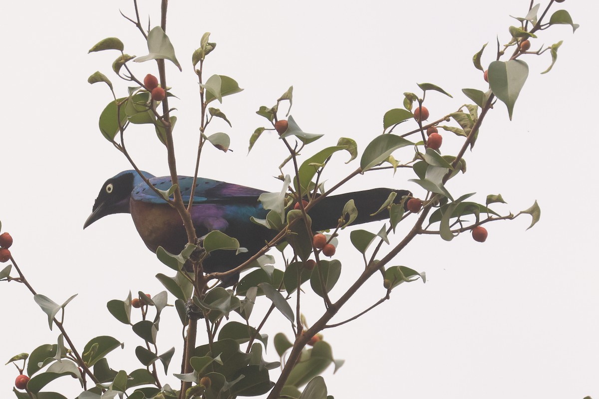 Splendid Starling - ML643892919
