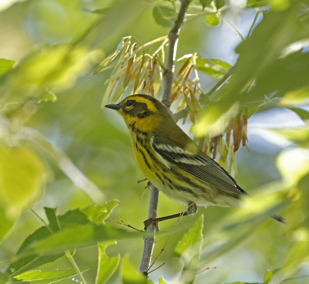 Townsend's Warbler - ML643892929