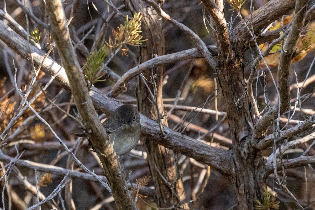 Northern House Wren - ML643892930