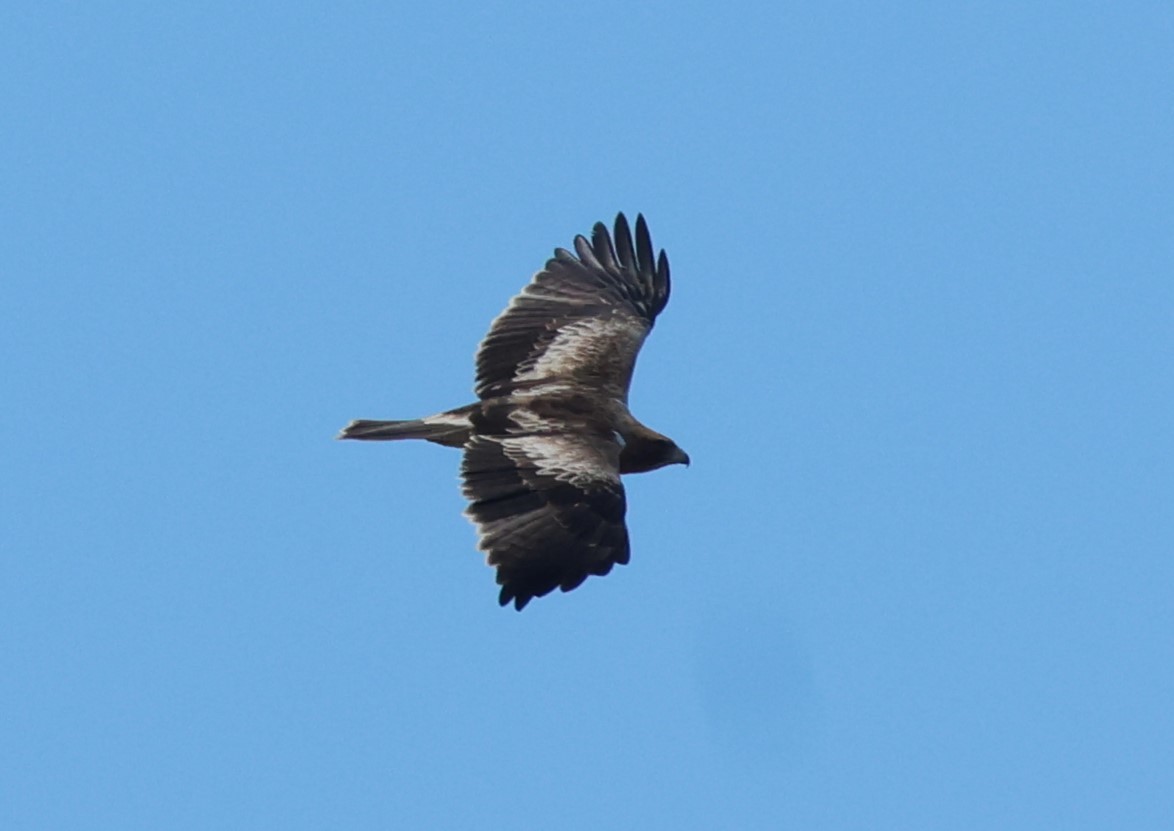 Küçük Kartal - ML643892947