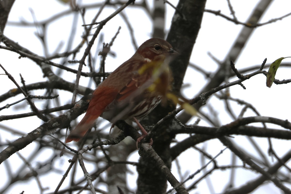 Fox Sparrow - ML643892956