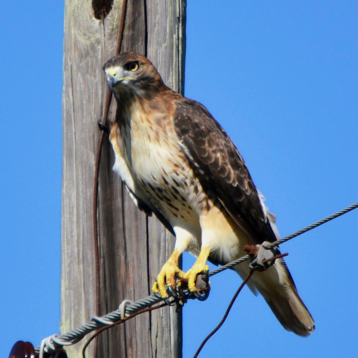 káně rudochvostá - ML643892976