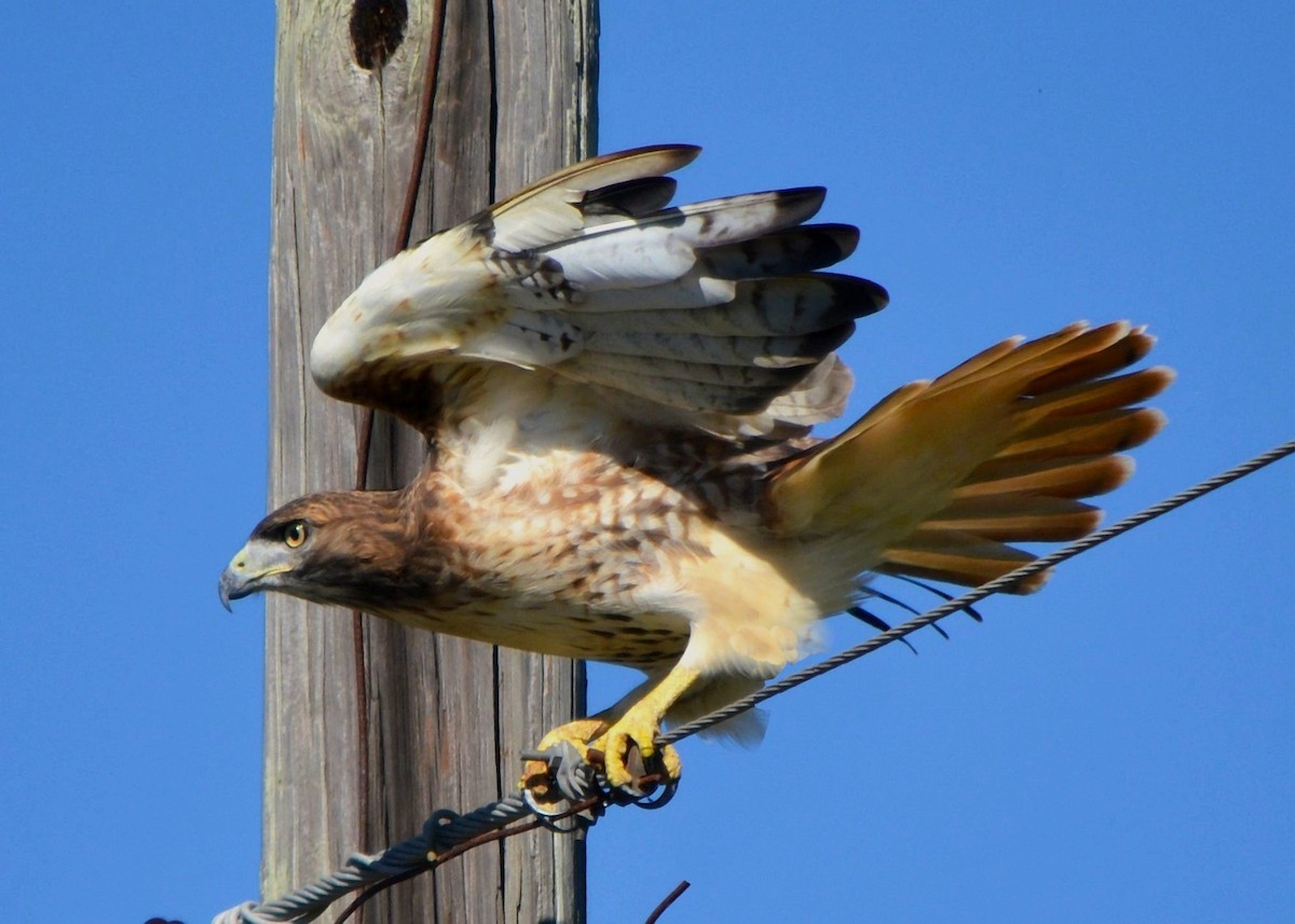 káně rudochvostá - ML643892977