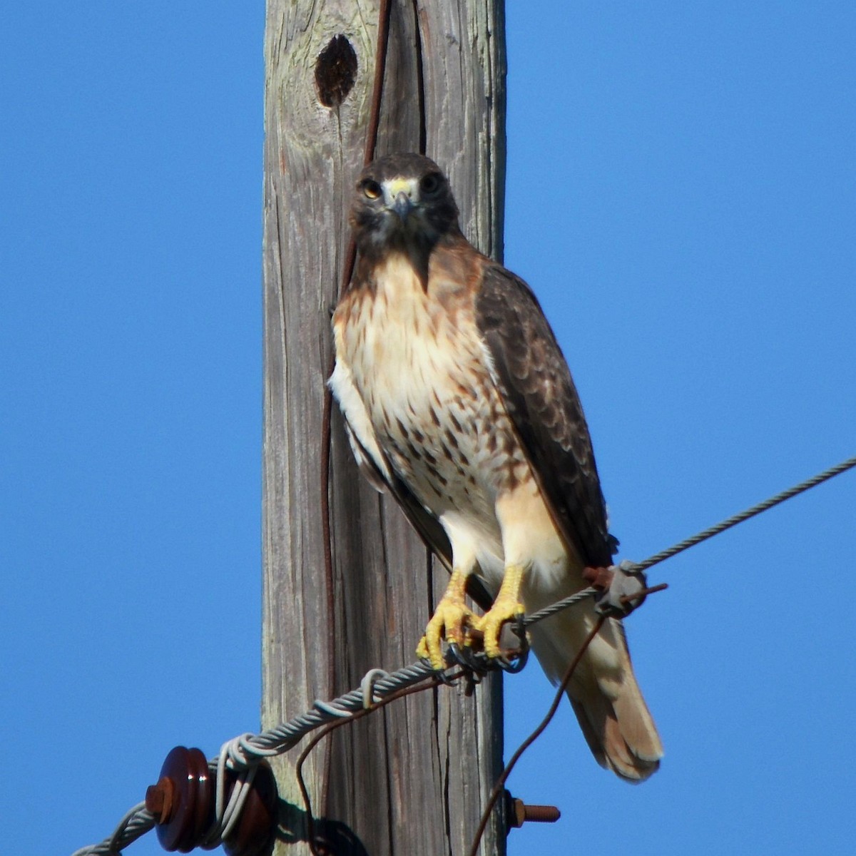 káně rudochvostá - ML643892978