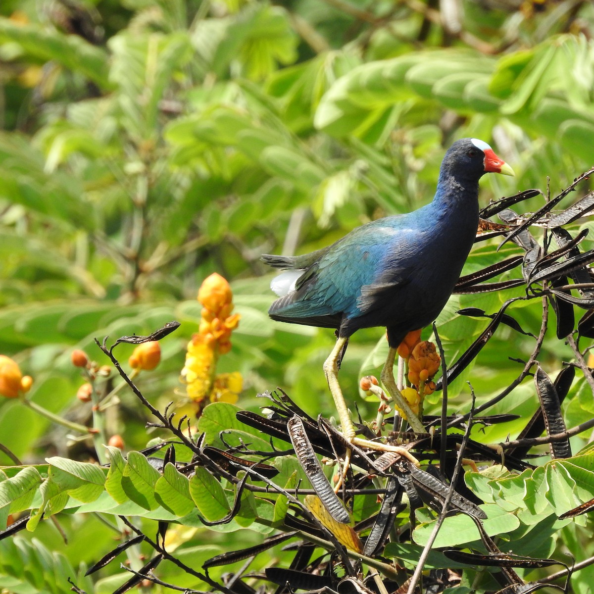 Purple Gallinule - ML643892982
