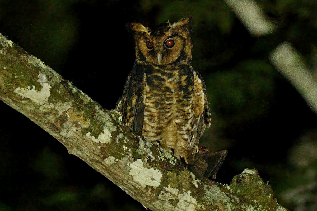 Fraser's Eagle-Owl (Usambara) - ML643892984