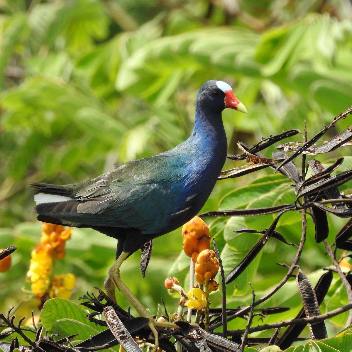 Purple Gallinule - ML643892985