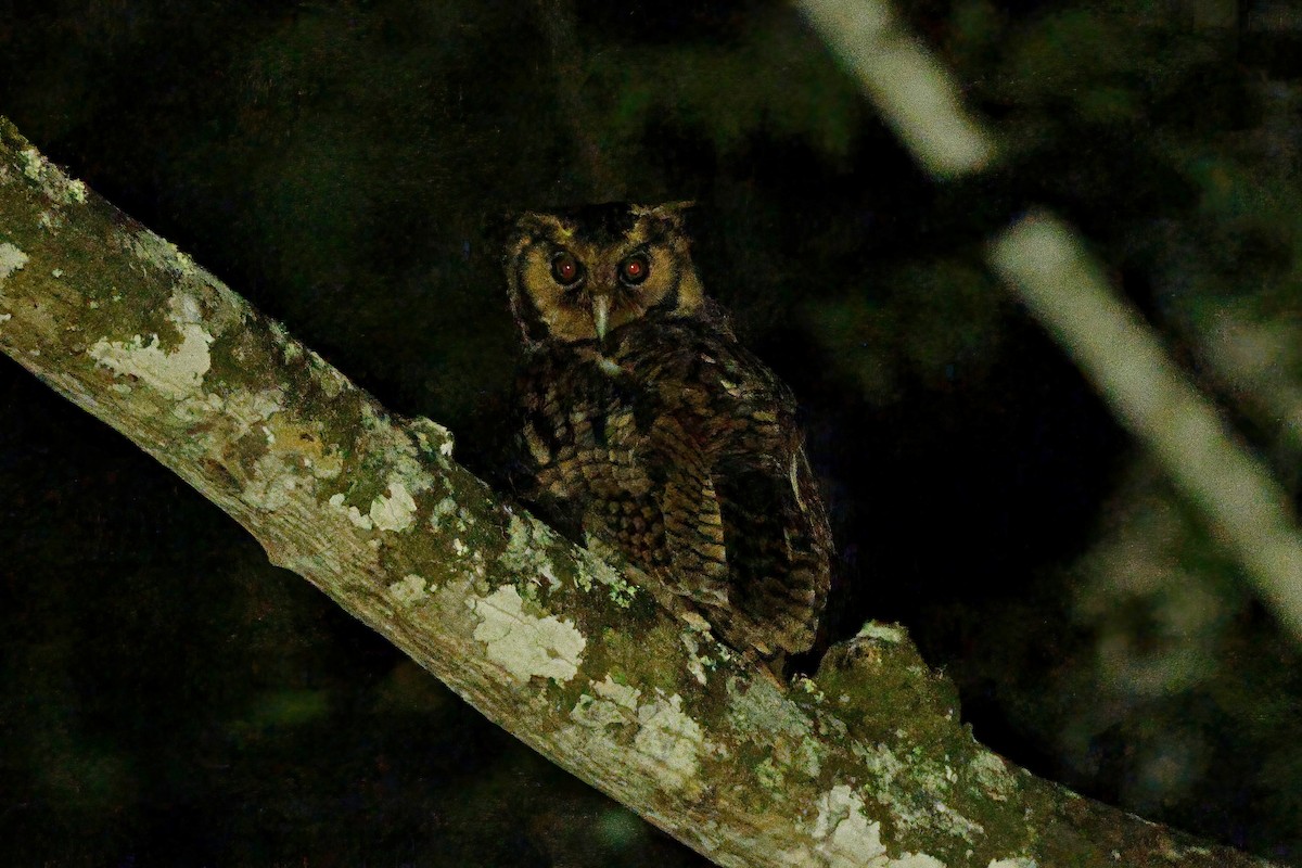 Fraser's Eagle-Owl (Usambara) - ML643892993