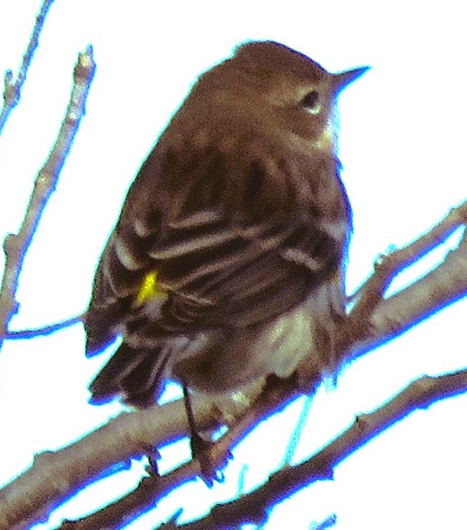 Yellow-rumped Warbler - ML643893004