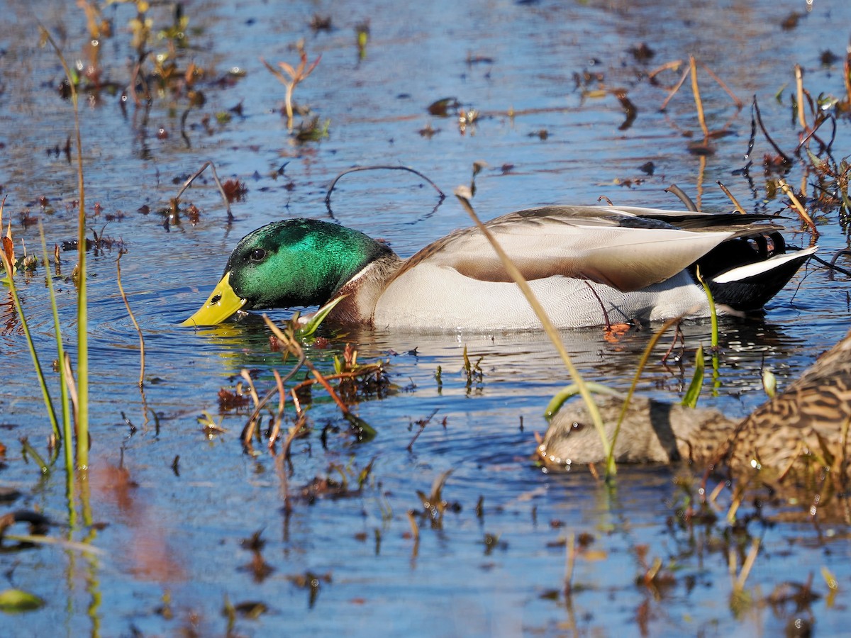 Stockente - ML643893009