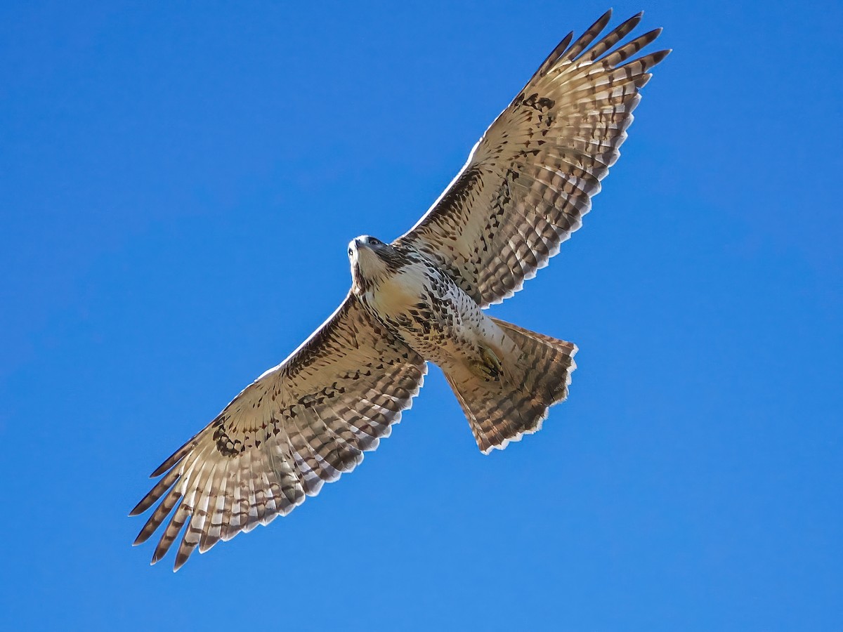 Rotschwanzbussard - ML643893012