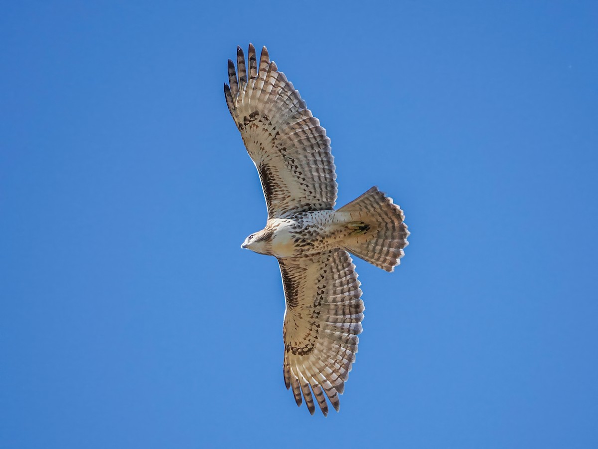 Rotschwanzbussard - ML643893013