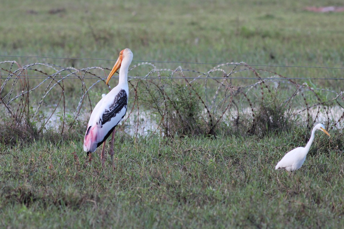 Painted Stork - ML643893016