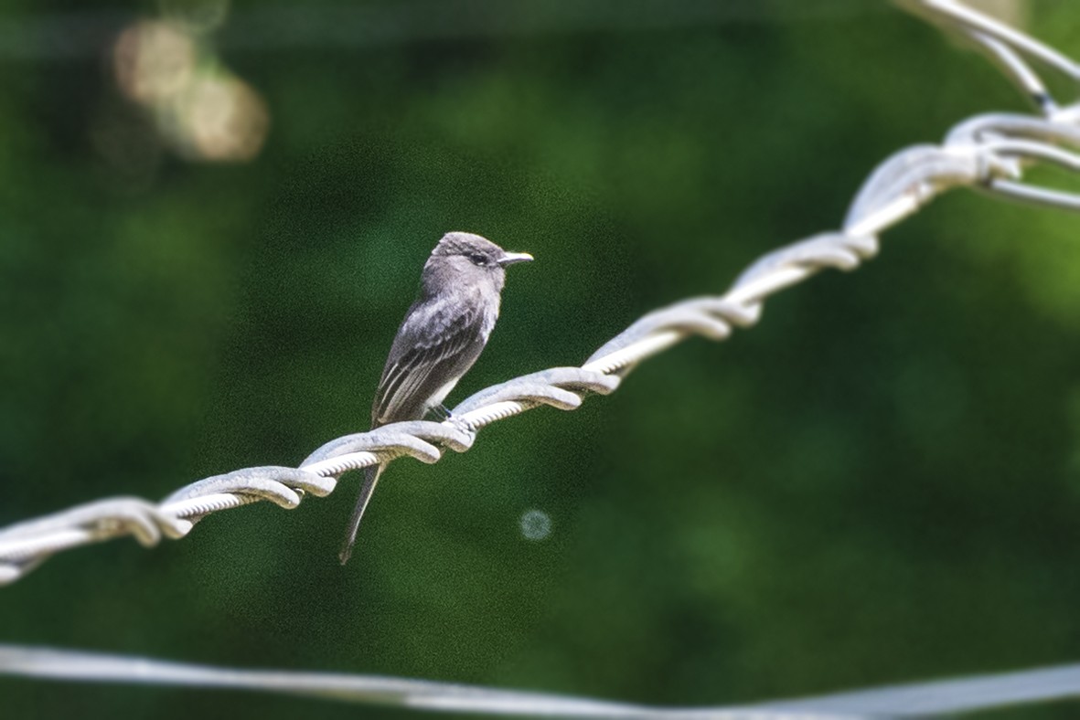 Black Phoebe - ML643893025