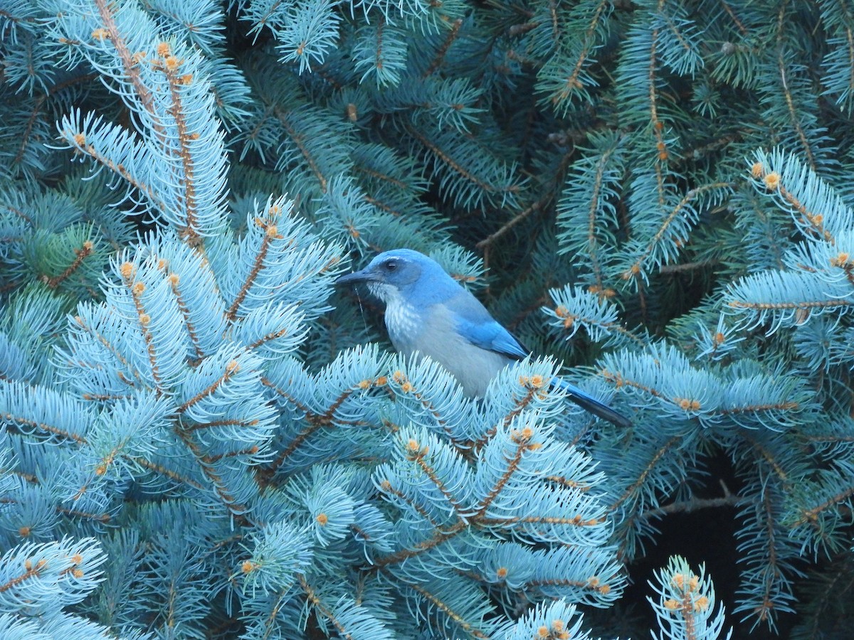 Woodhouse's Scrub-Jay - ML643893028