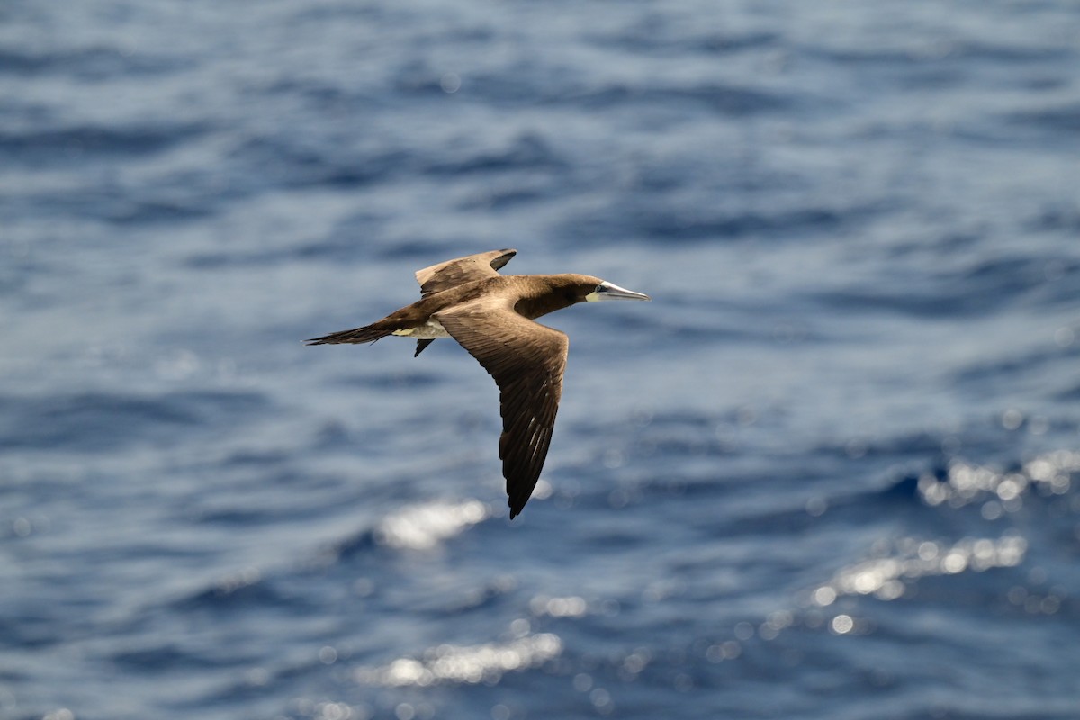 Brown Booby - ML643893033