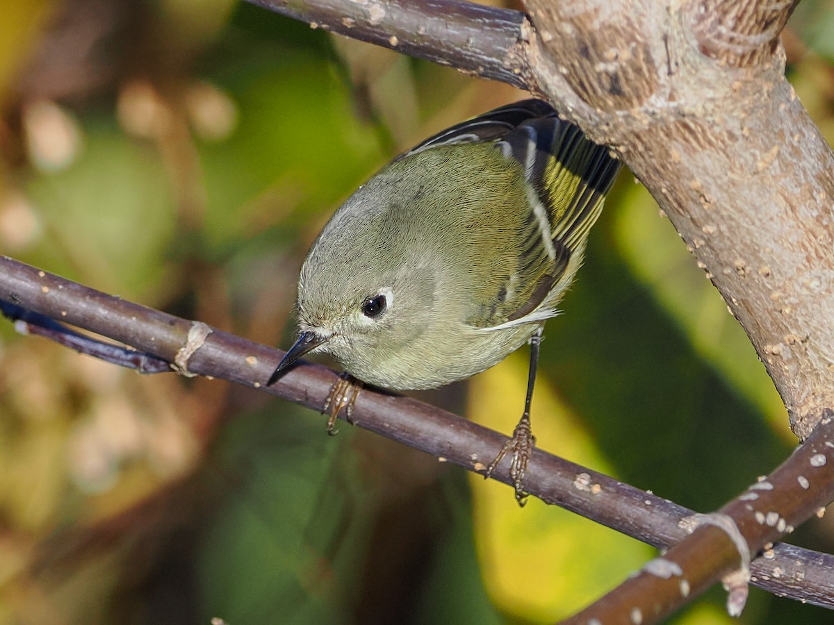 Rubingoldhähnchen - ML643893036