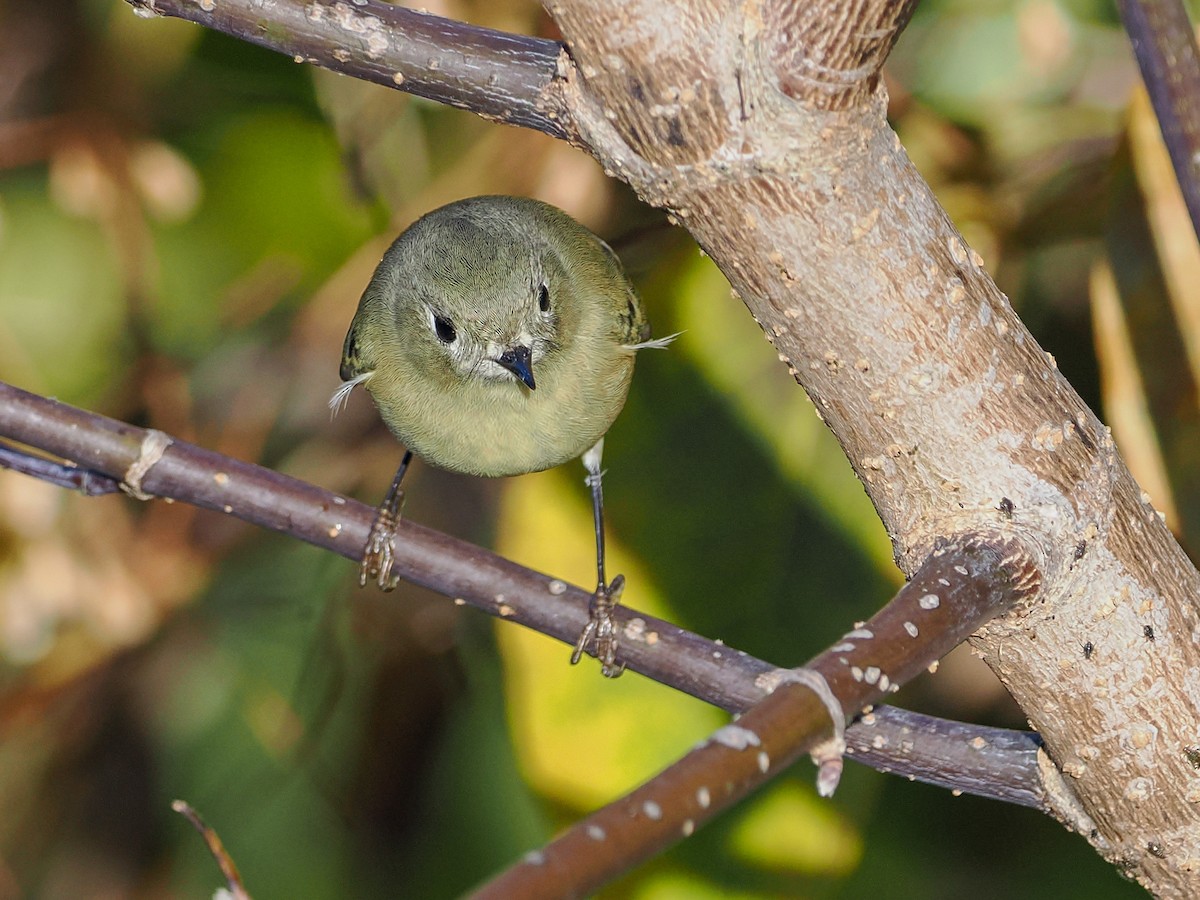 Rubingoldhähnchen - ML643893037