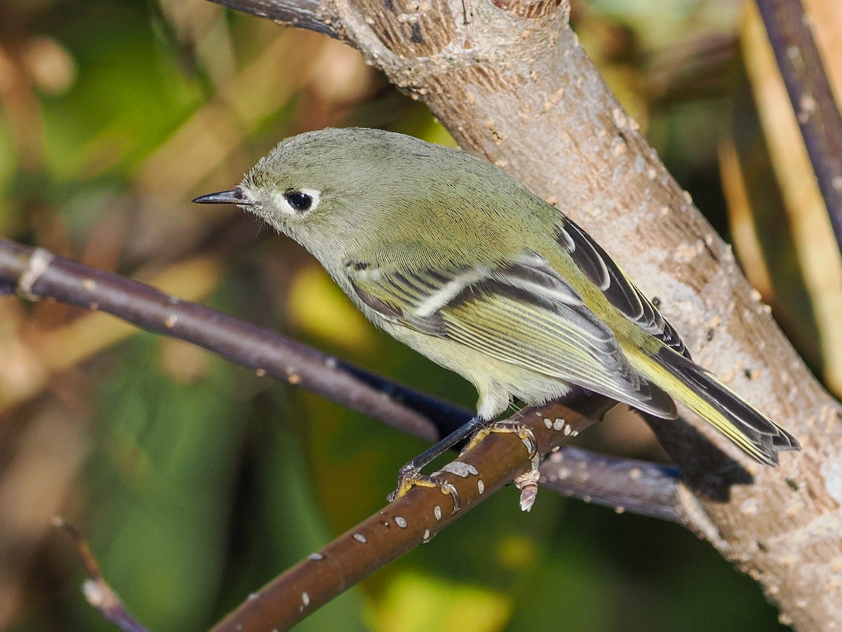 Rubingoldhähnchen - ML643893038