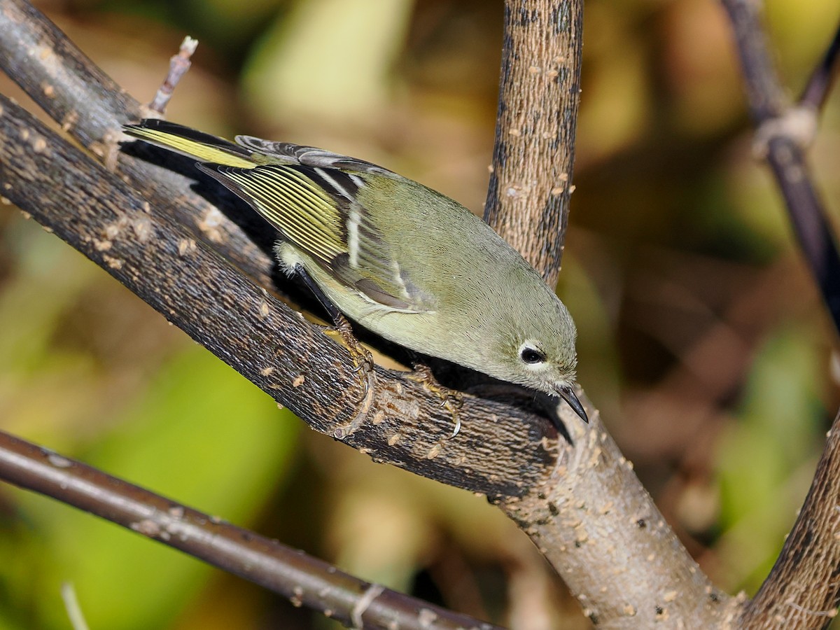 Rubingoldhähnchen - ML643893041