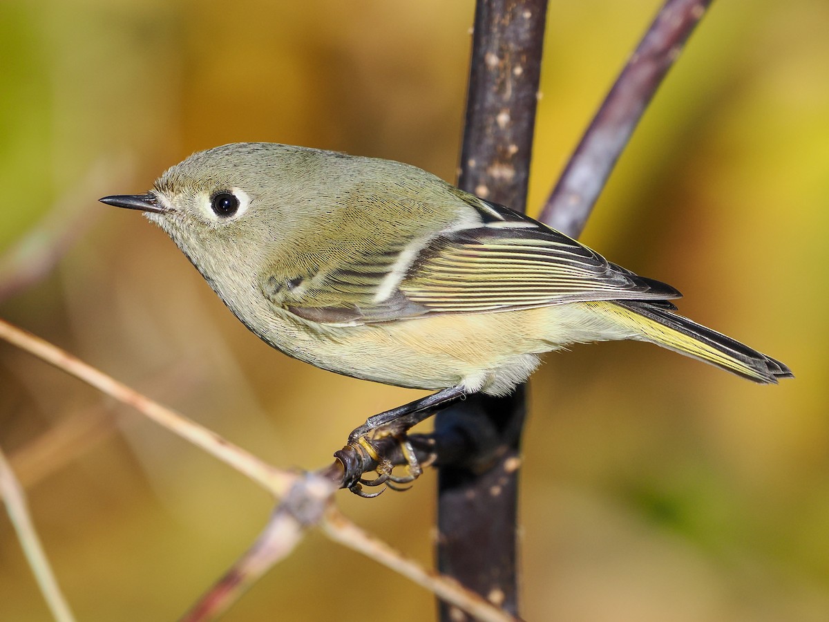 Rubingoldhähnchen - ML643893042