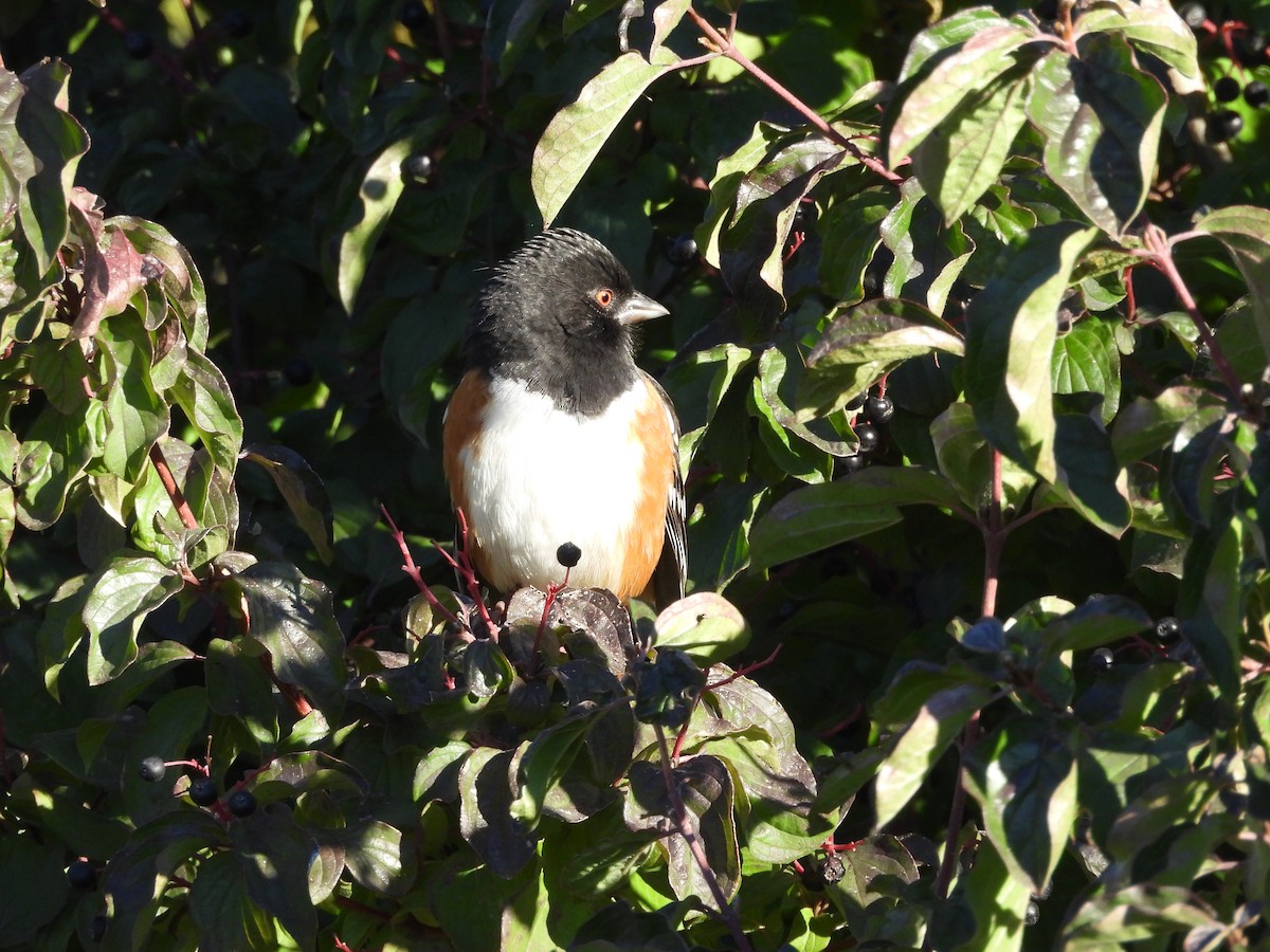 Spotted Towhee - ML643893059