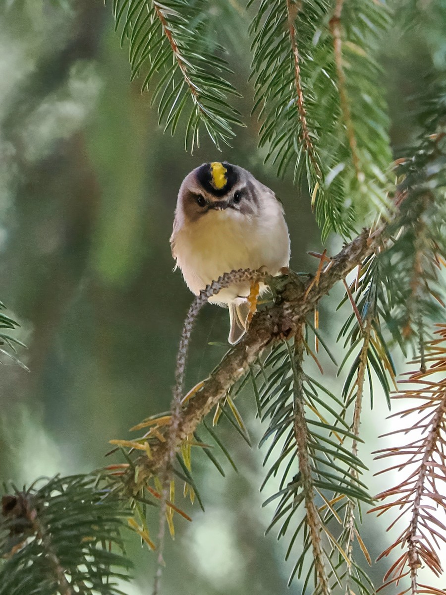 Indianergoldhähnchen - ML643893072