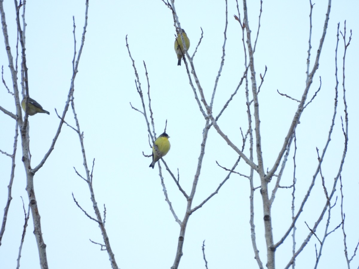 Lesser Goldfinch - ML643893074