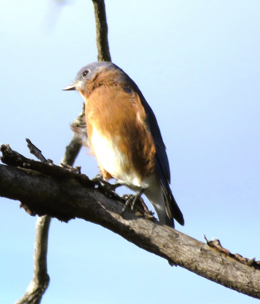 Eastern Bluebird - ML643893078