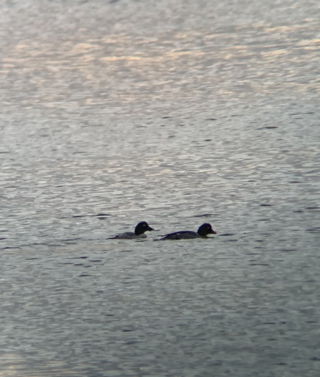 Common Goldeneye - ML643893085