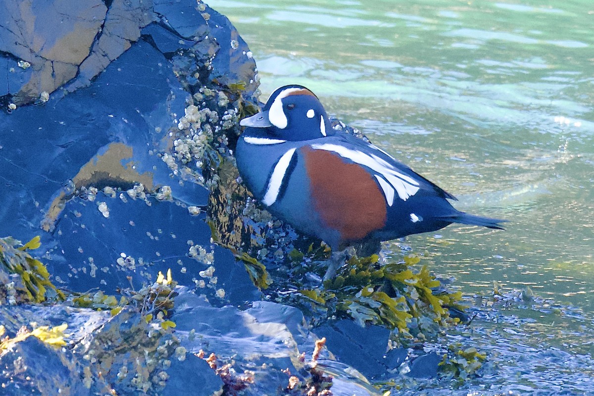 Harlequin Duck - ML643893088