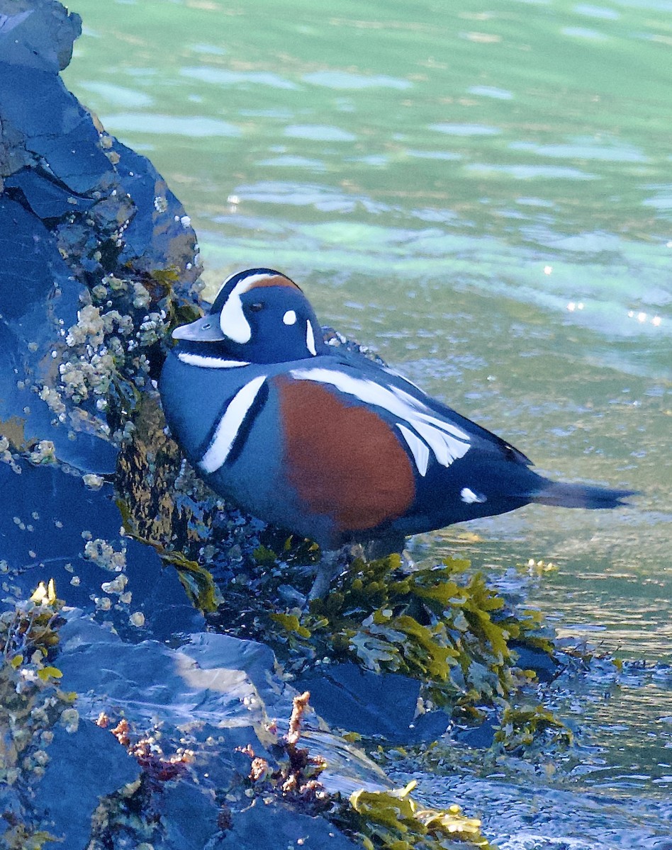 Harlequin Duck - ML643893096