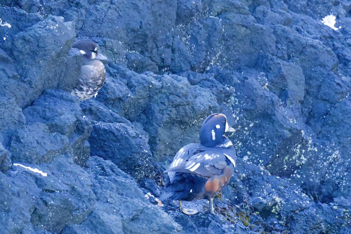 Harlequin Duck - ML643893120