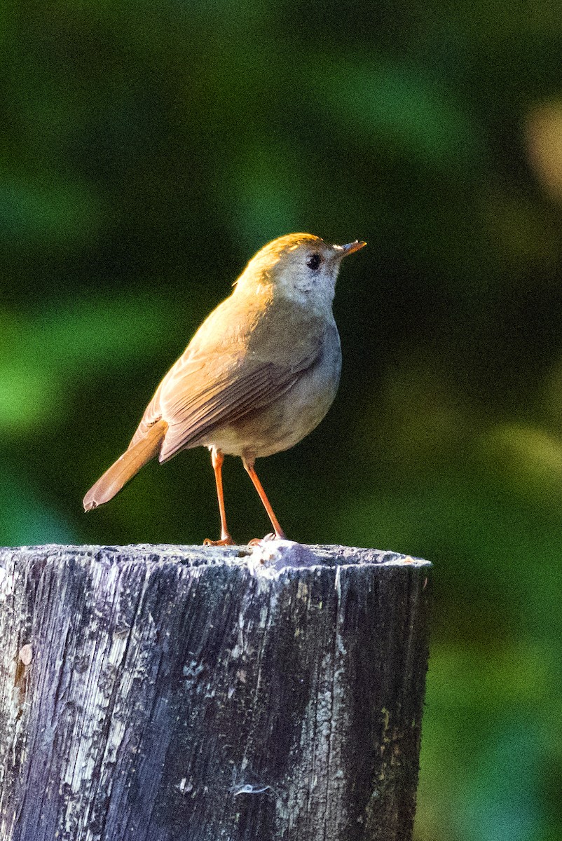 Рыжеголовый соловьиный дрозд - ML643893132