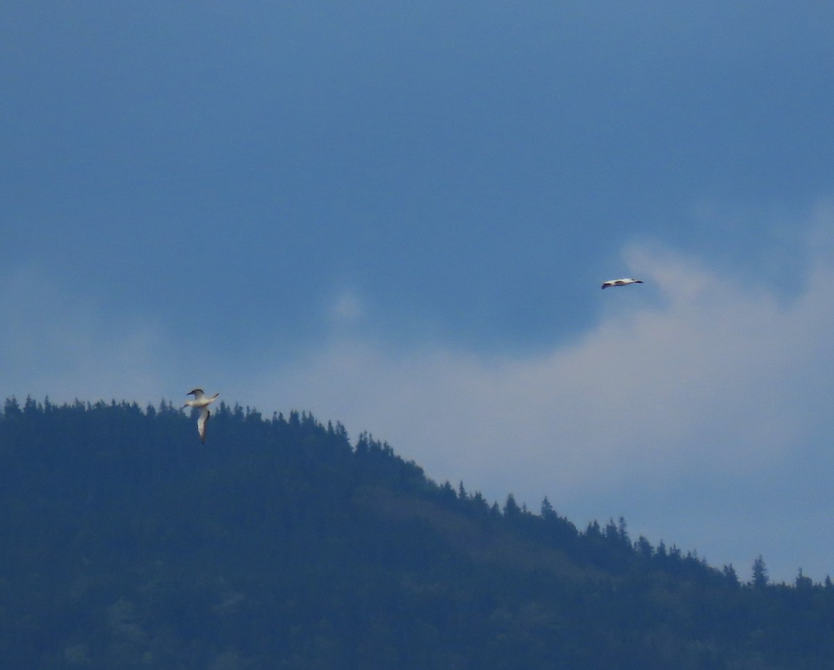 Northern Gannet - ML643893142