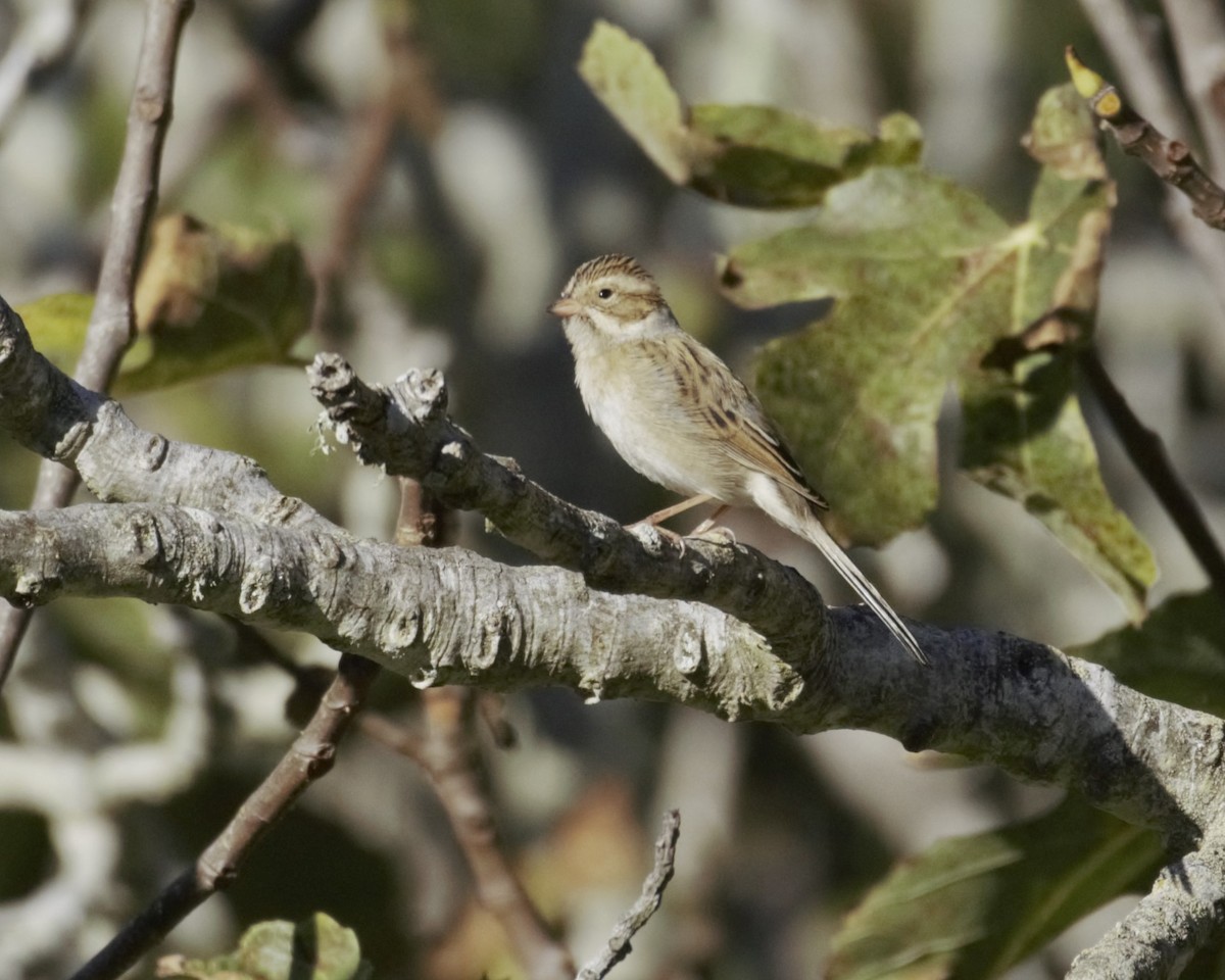 Clay-colored Sparrow - ML643893158