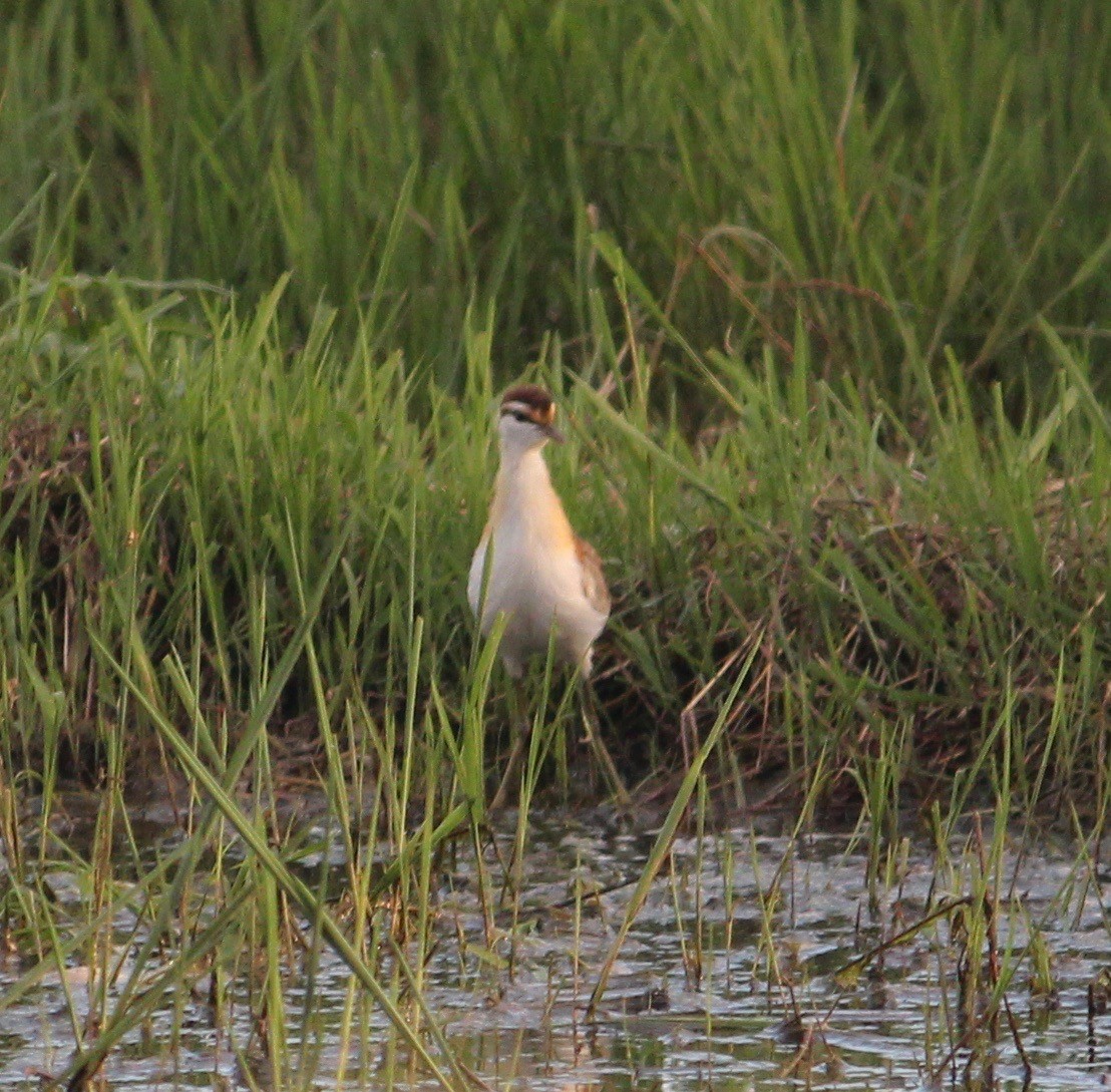 Lesser Jacana - ML643893173