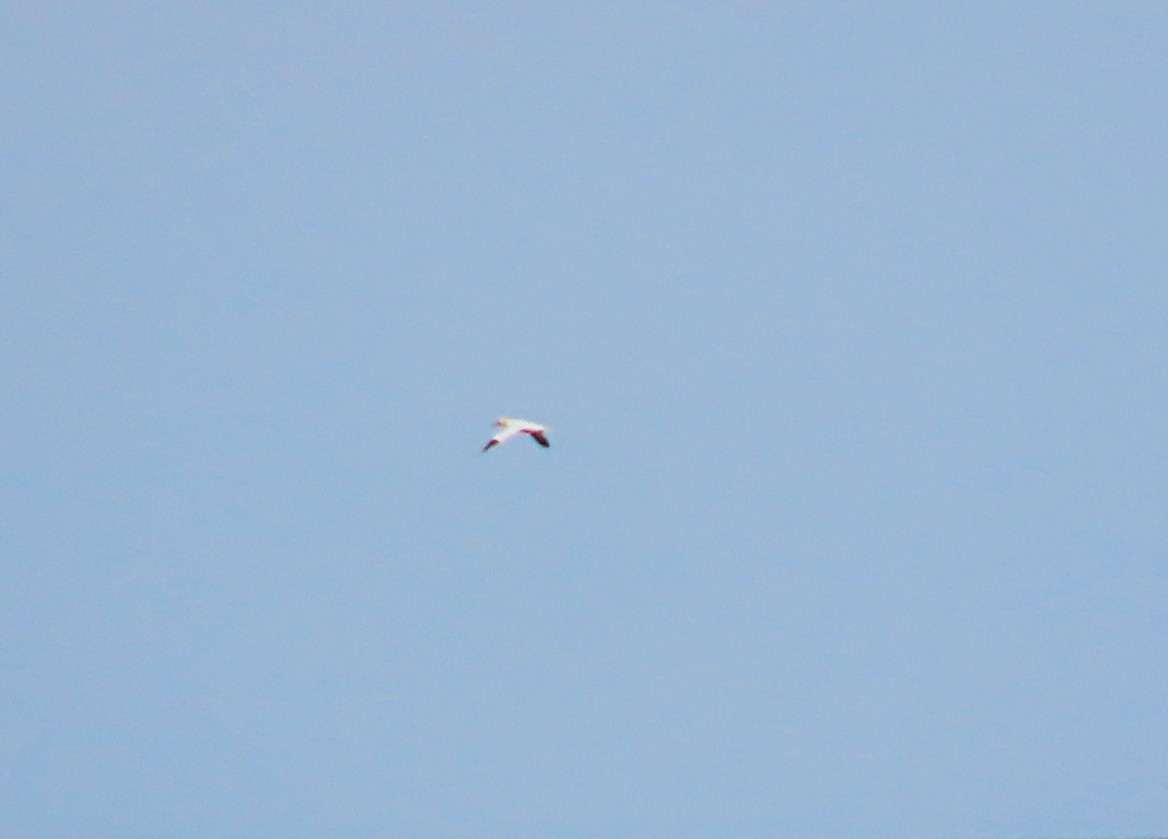 Northern Gannet - ML643893183