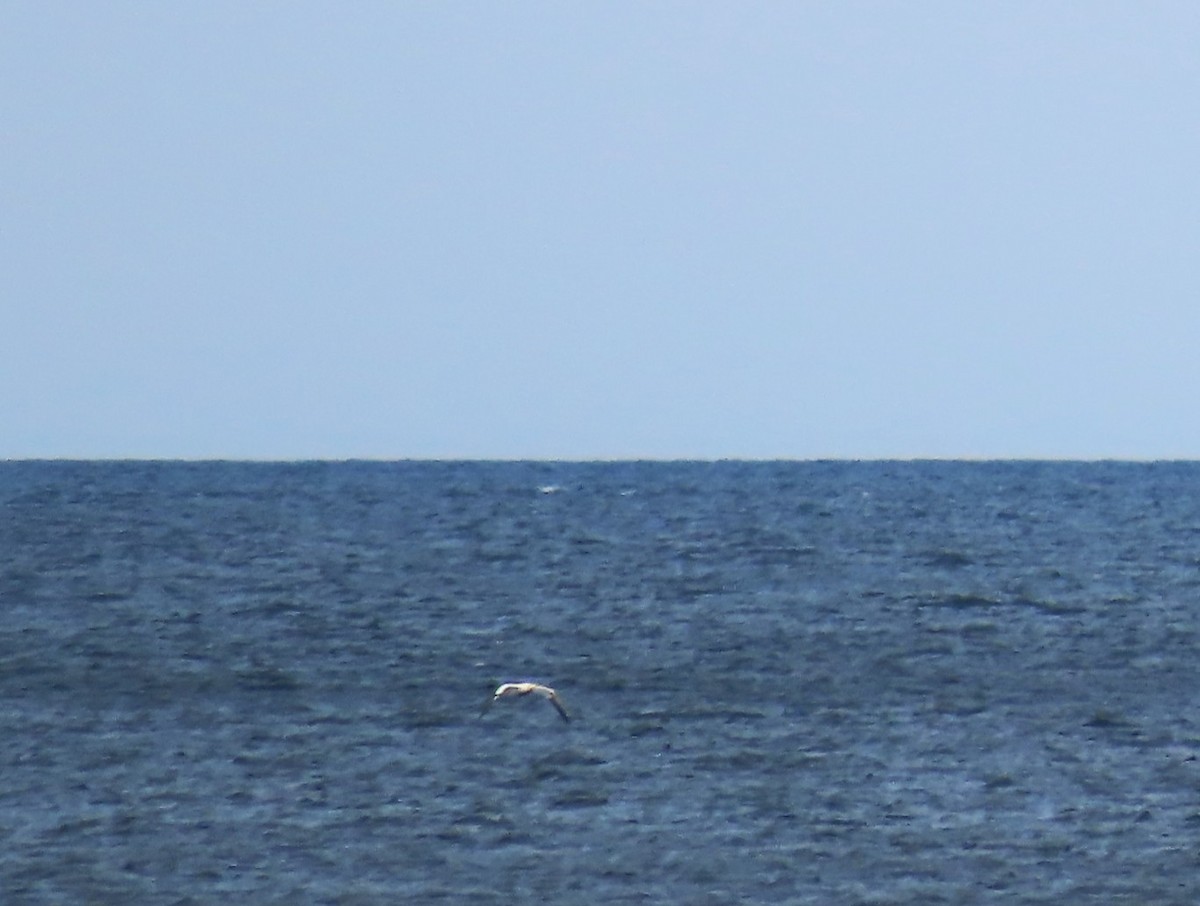 Northern Gannet - ML643893184