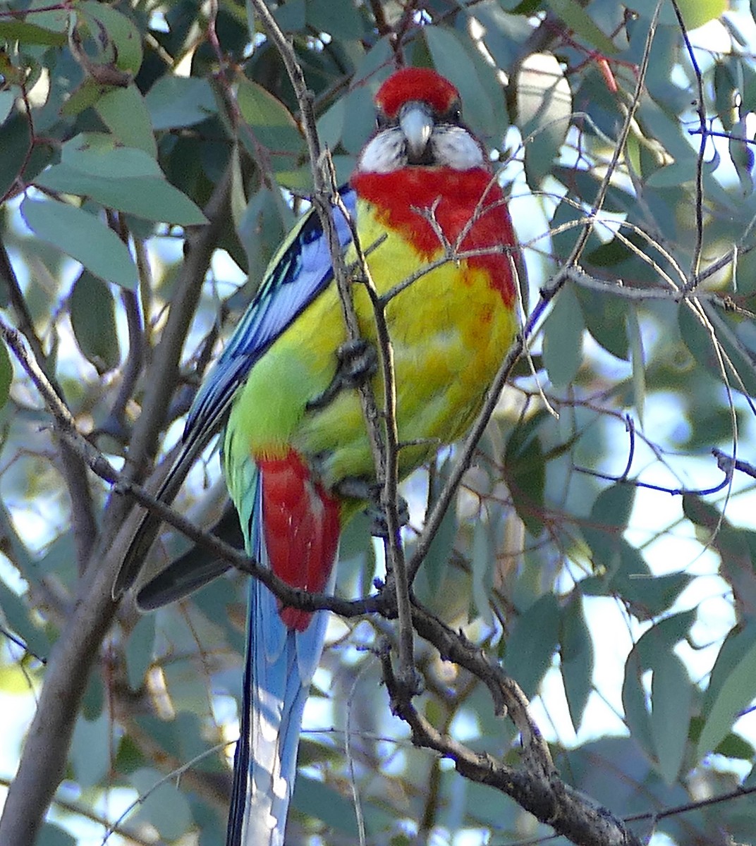 Eastern Rosella - ML643893185