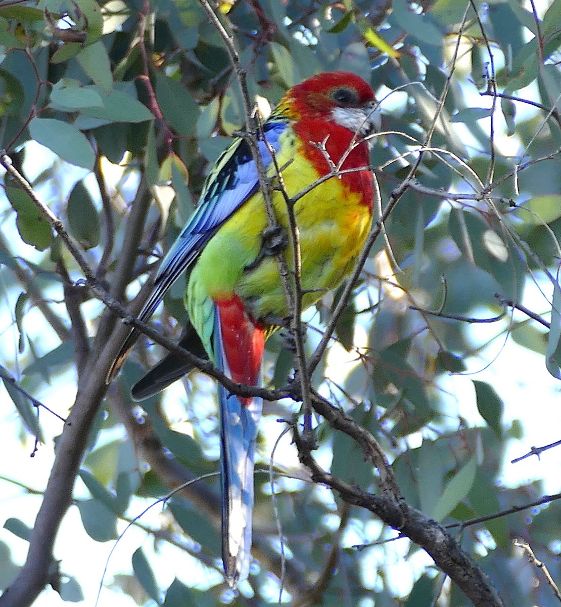 Eastern Rosella - ML643893186