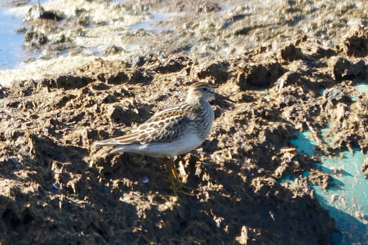 Bécasseau à poitrine cendrée - ML643893187