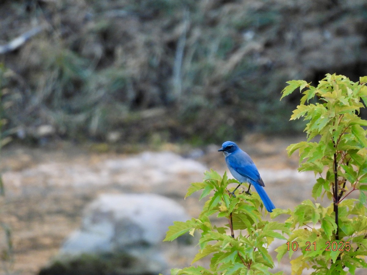 Woodhouse's Scrub-Jay - ML643893242