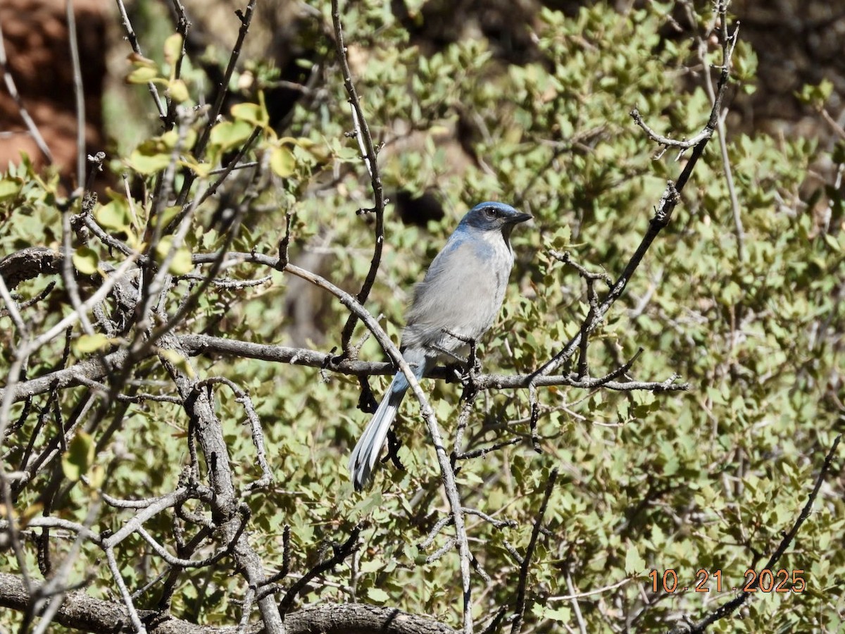 Woodhouse's Scrub-Jay - ML643893243