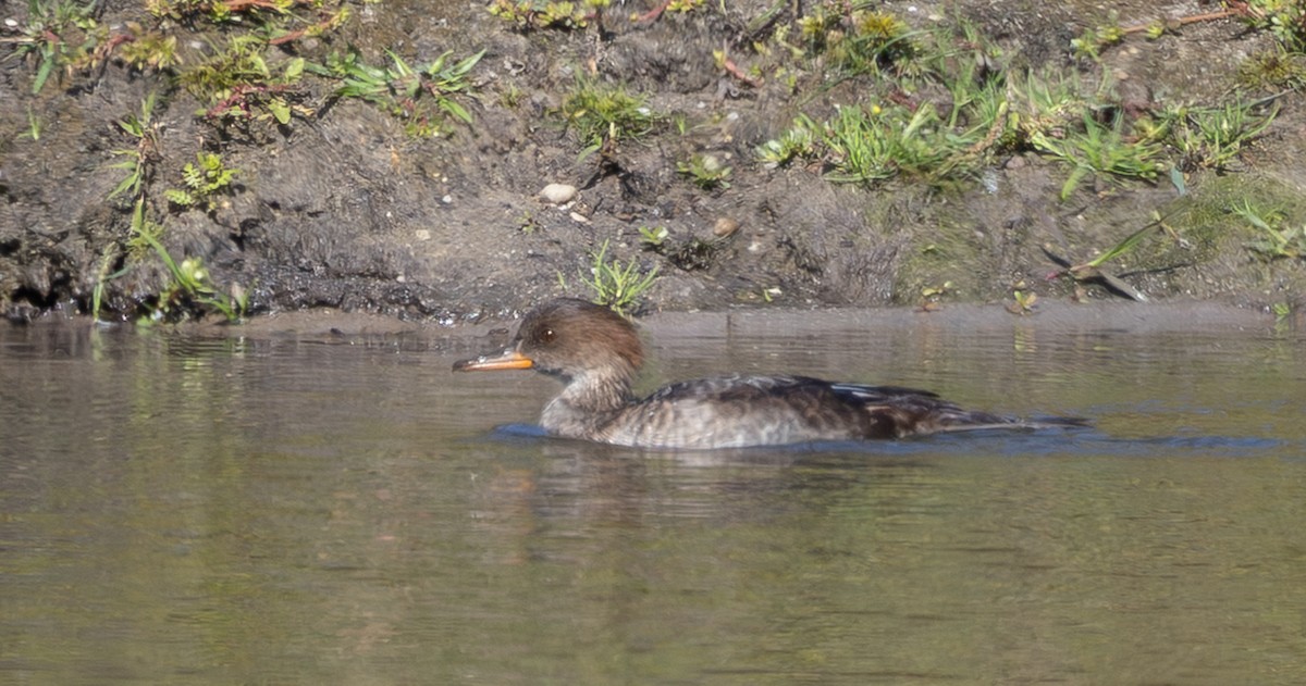 Smergo dal cappuccio - ML643893251