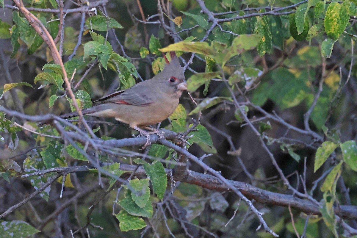 Cardinal pyrrhuloxia - ML643893270