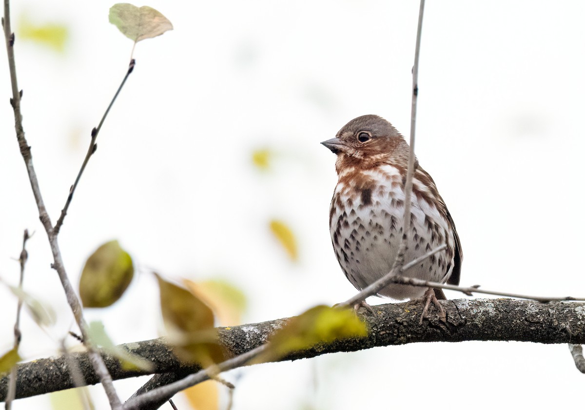 Fox Sparrow - ML643893277