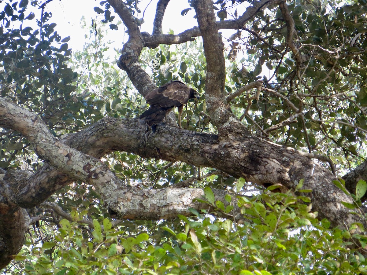 African Harrier-Hawk - ML643893278